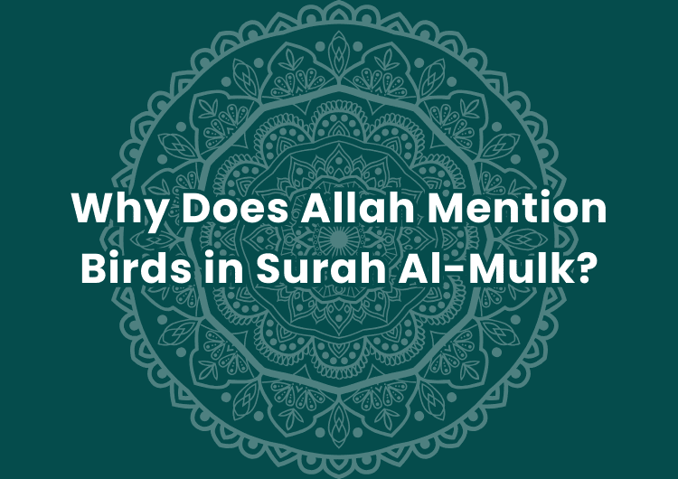 Why Does Allah Mention Birds in Surah Al-Mulk?