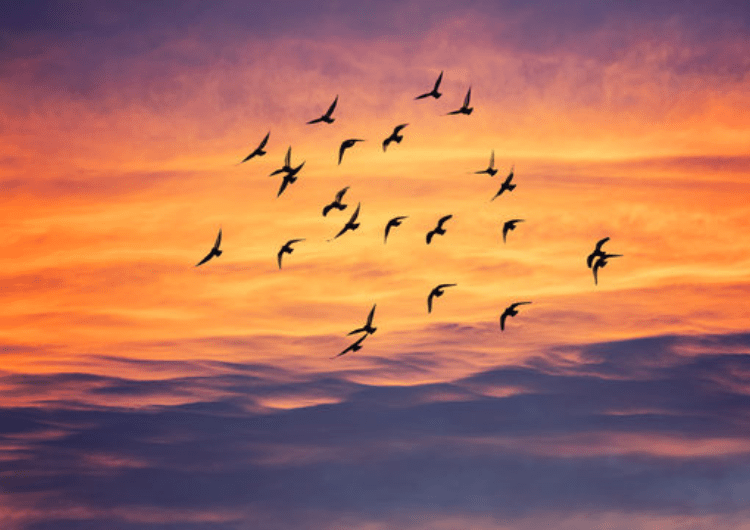 birds in Surah Mulk